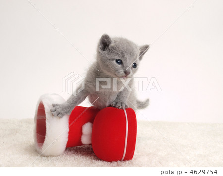 サンタクロースのブーツと仔猫 4629754