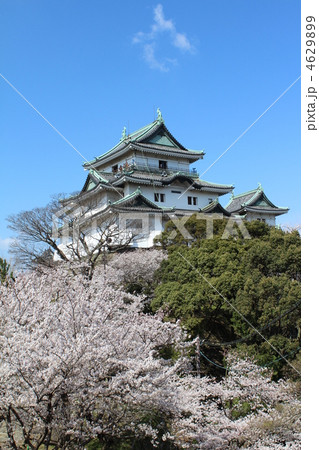 和歌山城と桜 4629899
