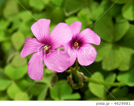 イモカタバミ(芋片喰) イモカタバミ(芋片喰) 4629981