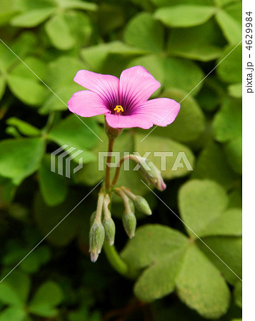 イモカタバミ(芋片喰) イモカタバミ(芋片喰) 4629984