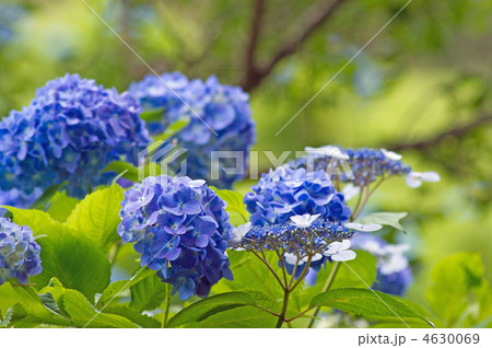 紫陽花 紫陽花 4630069