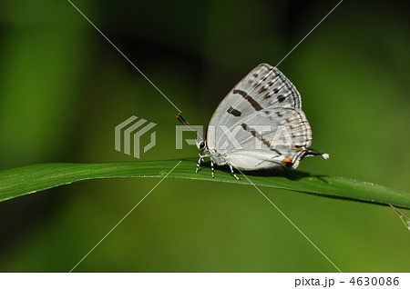 夏のチョウ ~ミズイロオナガシジミ~ 夏のチョウ ~ミズイロオナガシジミ~ 4630086
