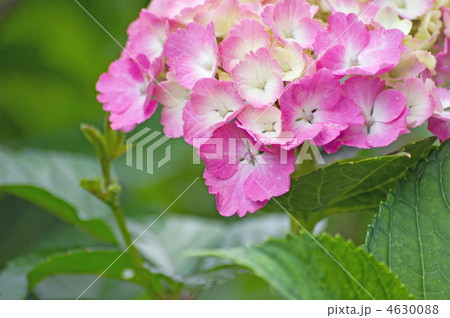 紫陽花 紫陽花 4630088