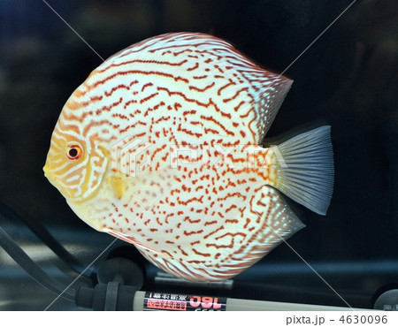 熱帯魚として最も人気があるディスカス 熱帯魚として最も人気があるディスカス 4630096