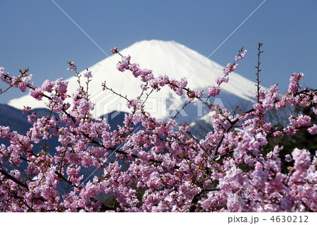 富士山と河津桜 富士山と河津桜 4630212