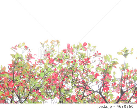 花水木 赤い花 ピンクの花 アメリカヤマボウシ 白バックの写真素材