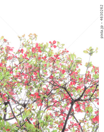 花水木 赤い花 ピンクの花 アメリカヤマボウシ 白バック 縦位置 の写真素材