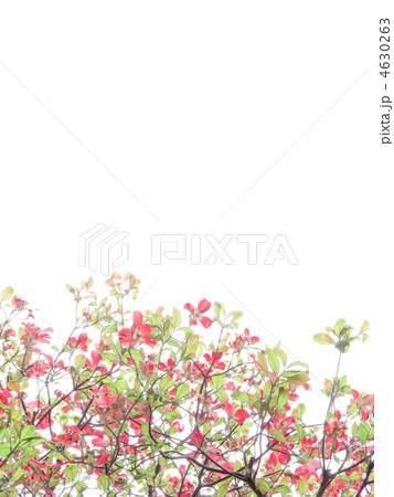 花水木 赤い花 ピンクの花 アメリカヤマボウシ 白バック 縦位置 の写真素材
