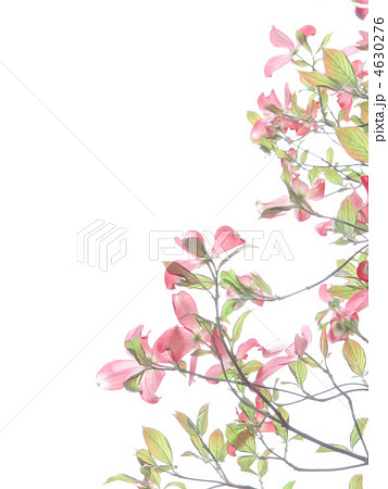 花水木/赤い花・ピンクの花/アメリカヤマボウシ/白バック(縦位置) 花水木/赤い花・ピンクの花/アメリカヤマボウシ/白バック(縦位置) 4630276