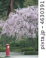 満開の桜とポスト 4630391