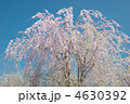 枝垂桜 4630392