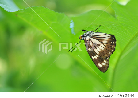 夏のチョウ　～ゴマダラチョウ～ 4630444