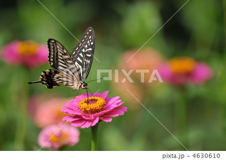 夏のチョウ　～アゲハ～ 4630610