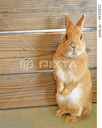 立ち姿のウサギ 4630852