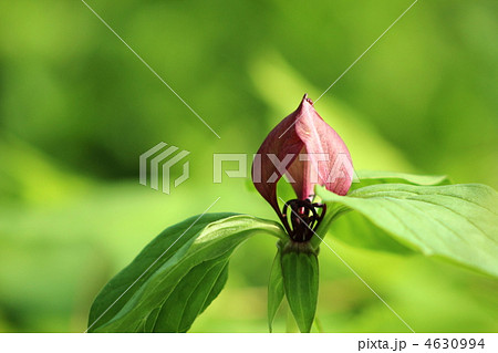 エンレイソウ 4630994