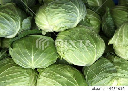 キャベツ 4631015