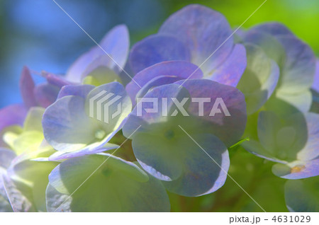 紫陽花 紫陽花 4631029