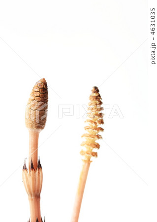 つくし つくし 4631035