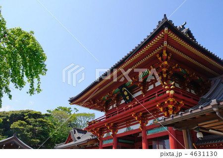鎌倉　鶴岡八幡宮 4631130