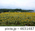 映画ロケ地の山梨県ひまわり畑 4631487