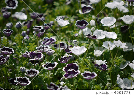 2色のモネフィラ 4631773