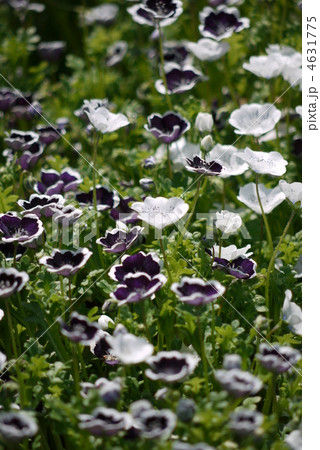 2色のモネフィラ 2色のモネフィラ 4631775