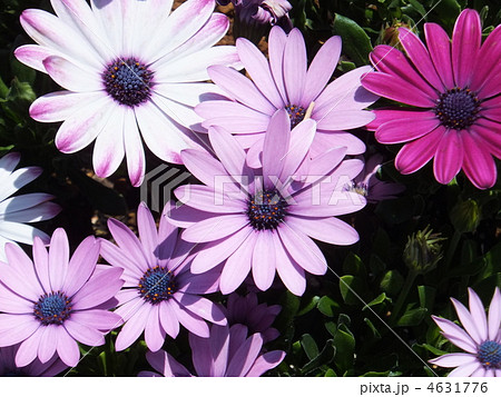 オステオス　ペルマム 4631776