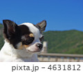 見つめる先には･･･ 4631812