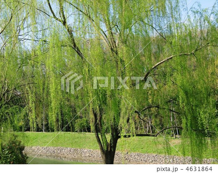 枝垂れ柳 枝垂れ柳 4631864