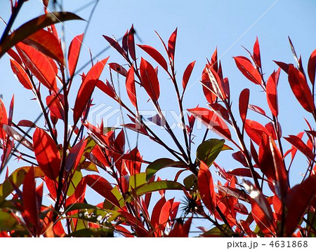 カナメモチの赤い若葉 4631868
