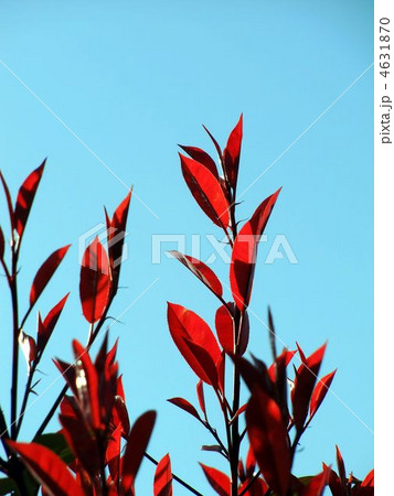 赤い若葉のカナメモチ 赤い若葉のカナメモチ 4631870
