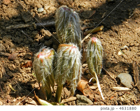 ヤブレガサ(破れ傘)の芽出し ヤブレガサ(破れ傘)の芽出し 4631880