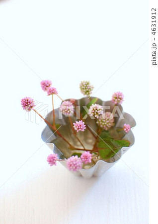 ちいさな花 4631912