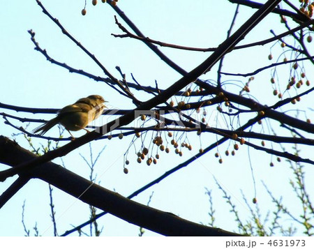 元気よく囀るウグイス 元気よく囀るウグイス 4631973