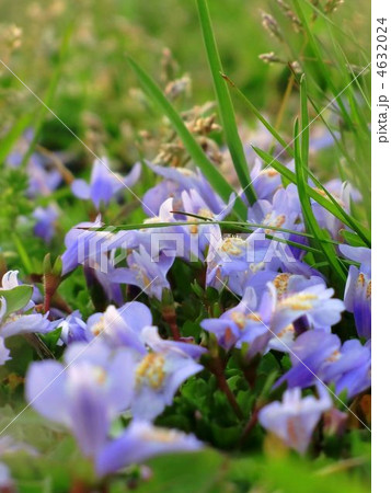 雑草ですけれど綺麗なムラサキサギゴケの写真素材