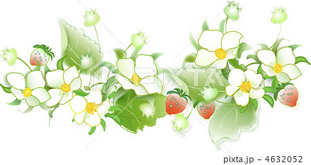 イチゴの花と実のイラスト素材