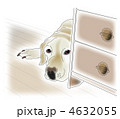 物陰から見つめるレトリバー 4632055