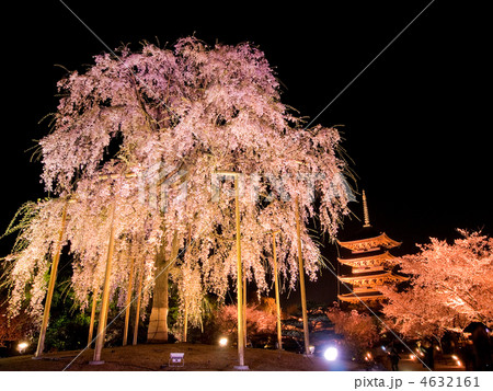 東寺の夜桜 4632161