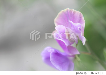 スイートピー 4632162