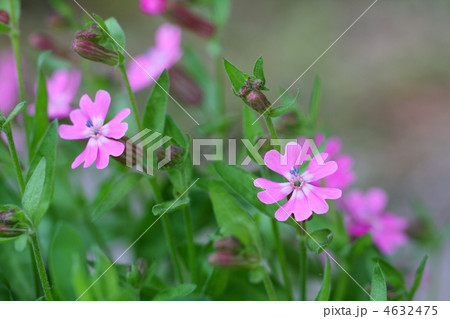 プリムラ 4632475