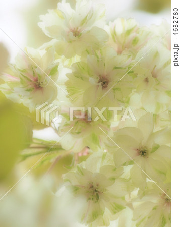 桜　御衣黄 4632780