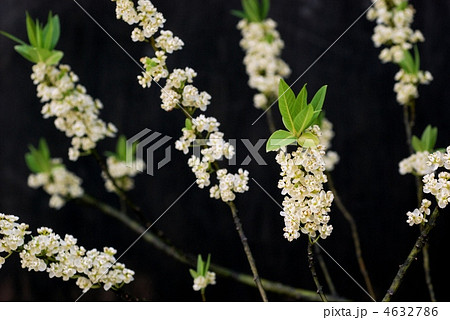 アオモジ 4632786