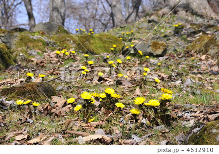 福寿草 福寿草 4632910