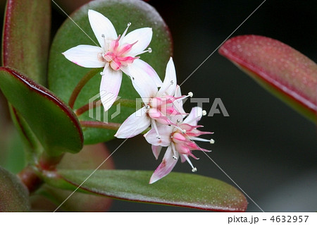 カネノナルキの花３輪 4632957