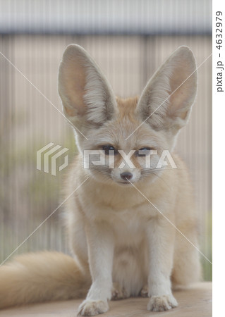 フェネック 4632979