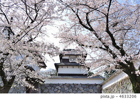 舞鶴公園の桜 4633206