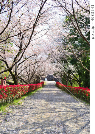 桜咲く熊本城 4633241