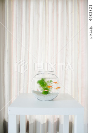 金魚 金魚 4633321