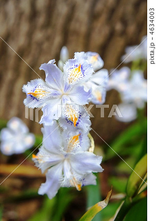 シャカの花　真ん中　茶バック 4634003