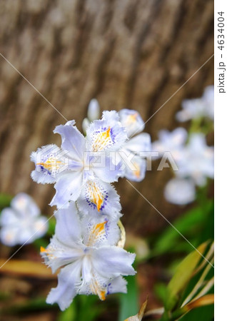 シャガの花 4634004